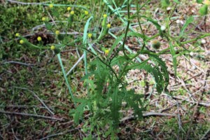 senecio sylvaticus (4) (1200 x 800).jpg_product_product_product